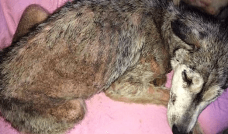 Hund wurde missbraucht und auf der belebten Autobahn weggeworfen, aber sie war nicht allein