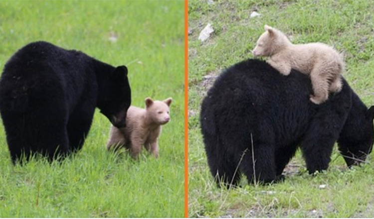 Ein cremefarbenes Bärenjunges beim Spielen mit seiner Schwarzbärenmutter gesichtet