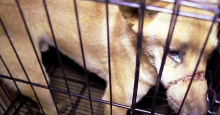 Frau sieht Tränen in den Augen eines Hundes, der darauf wartet, im Hundefleischhandel getötet zu werden