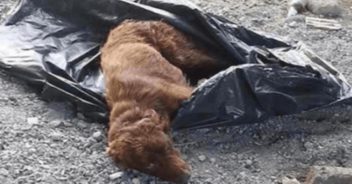 Hund in Müllsack gefesselt und zum Verrotten am Flussbett zurückgelassen, wird gerade noch rechtzeitig gerettet