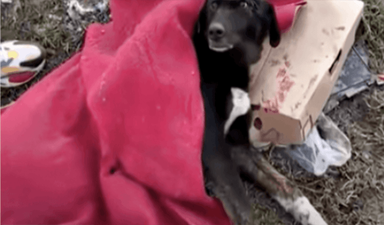 Ehepaar hält Hund ins Gesicht und weint, nachdem ihn jemand mit einer Decke auf der Straße zurückgelassen hat