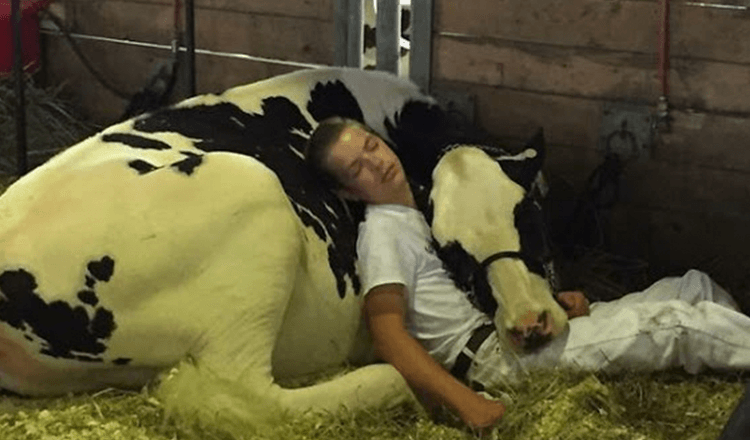 Müder Junge und seine Kuh verlieren bei der Milchmesse, schlafen ein und gewinnen das Internet