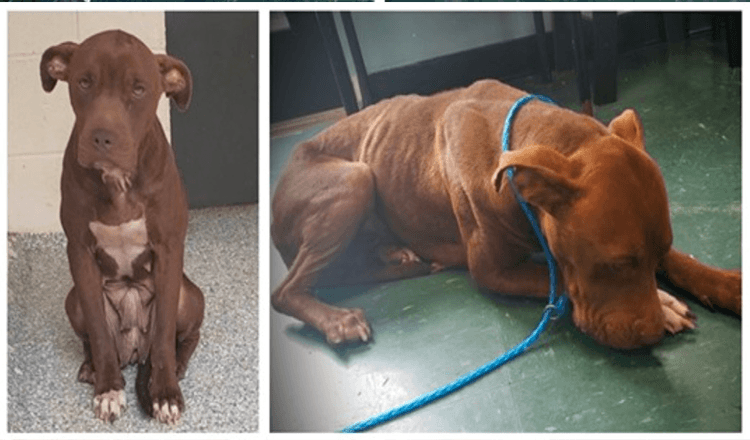 Tierheimhund in der Todeszelle zittert vor Angst und hat zu viel Angst zum Laufen