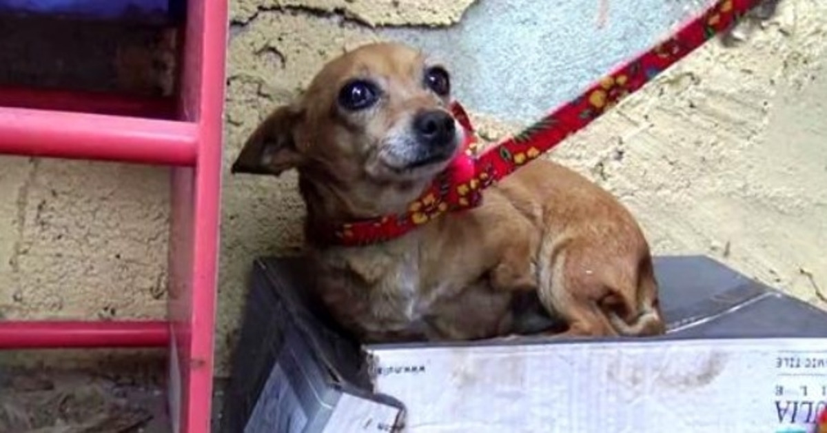 Kranker 3-beiniger Hund weiß, dass niemand sie liebt, also schläft sie in einer Schuhschachtel im Regen