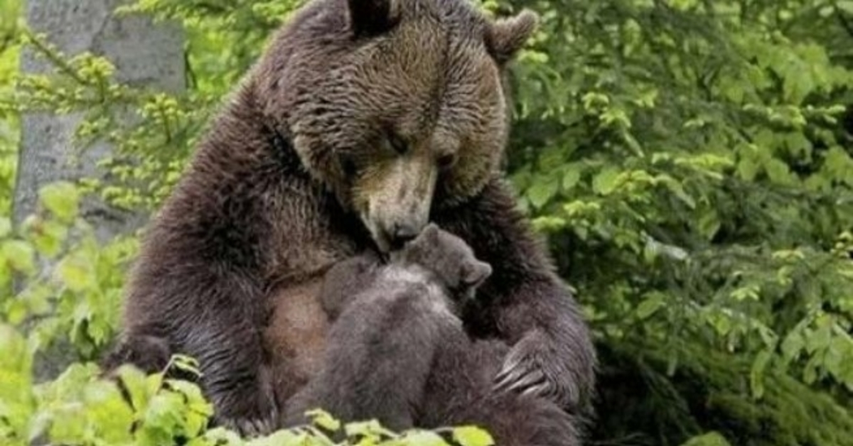 Der Bär brachte sein Junges zu dem Mädchen, damit sie ihm den Splitter aus der Pfote zog
