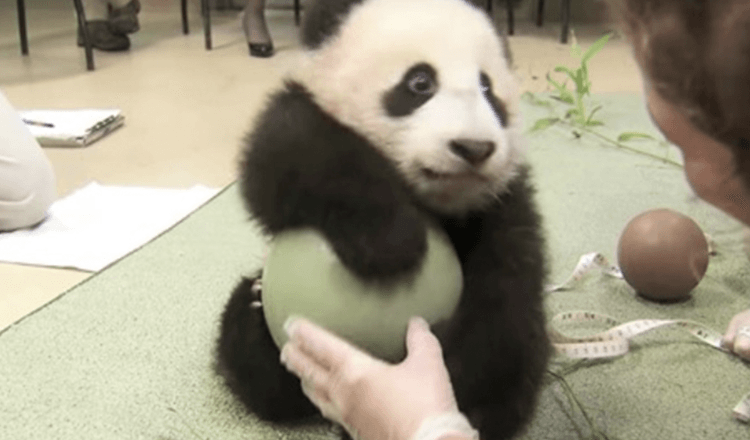 Sie versuchten, den Ball von Panda zu nehmen, er wirft die meisten bewundernswerten Wutanfall