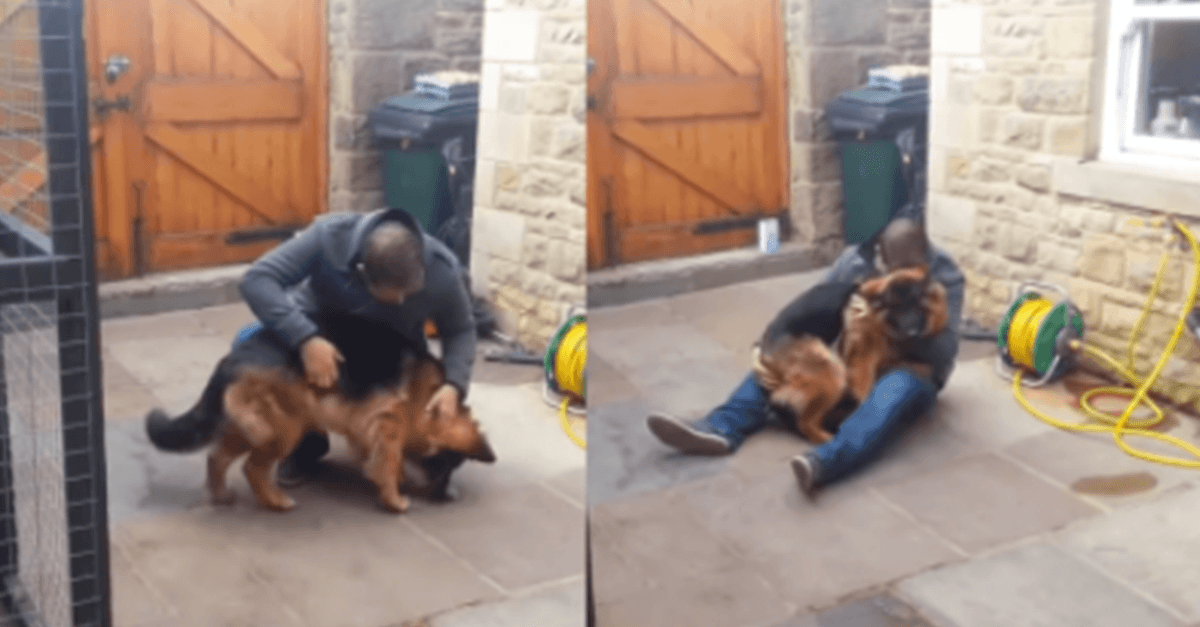 Deutscher Schäferhund schreit und bricht nach monatelanger Trennung in den Armen seines Besitzers zusammen