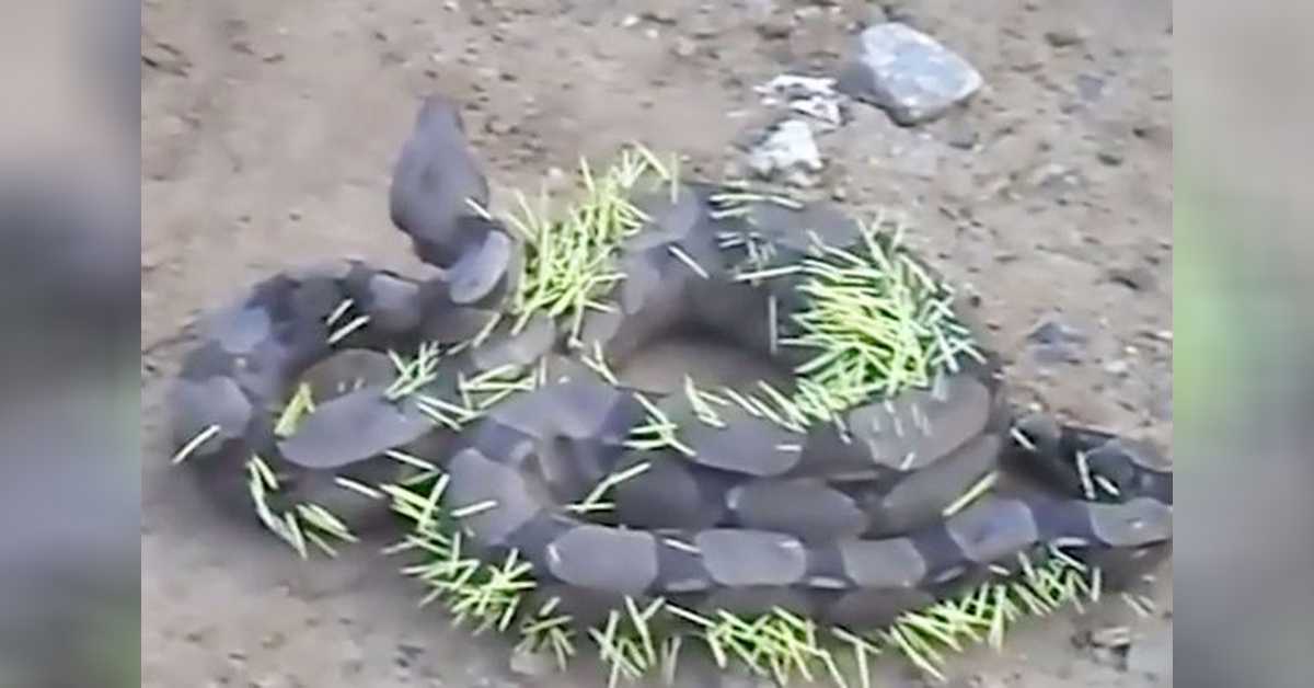 Eine große Schlange, die sich vor Schmerzen windet, nachdem sie bereut hat, ein Stachelschwein zu essen