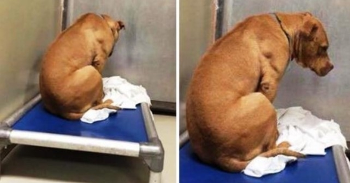 Hund ist gebrochen, nachdem seine Adoption gescheitert ist, also starrt er den ganzen Tag auf eine Wand