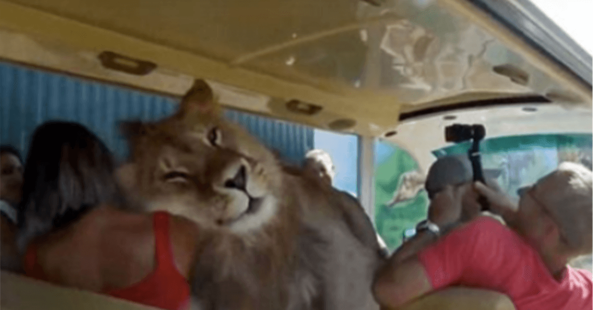 Löwe klettert in einen Bus und will von Menschen geliebt werden