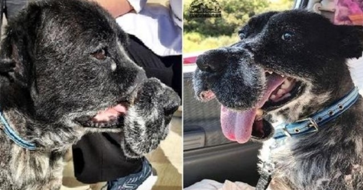 Hund, der durch einen grausamen Drahtmaulkorb deformiert wurde, hat jetzt ein Zuhause