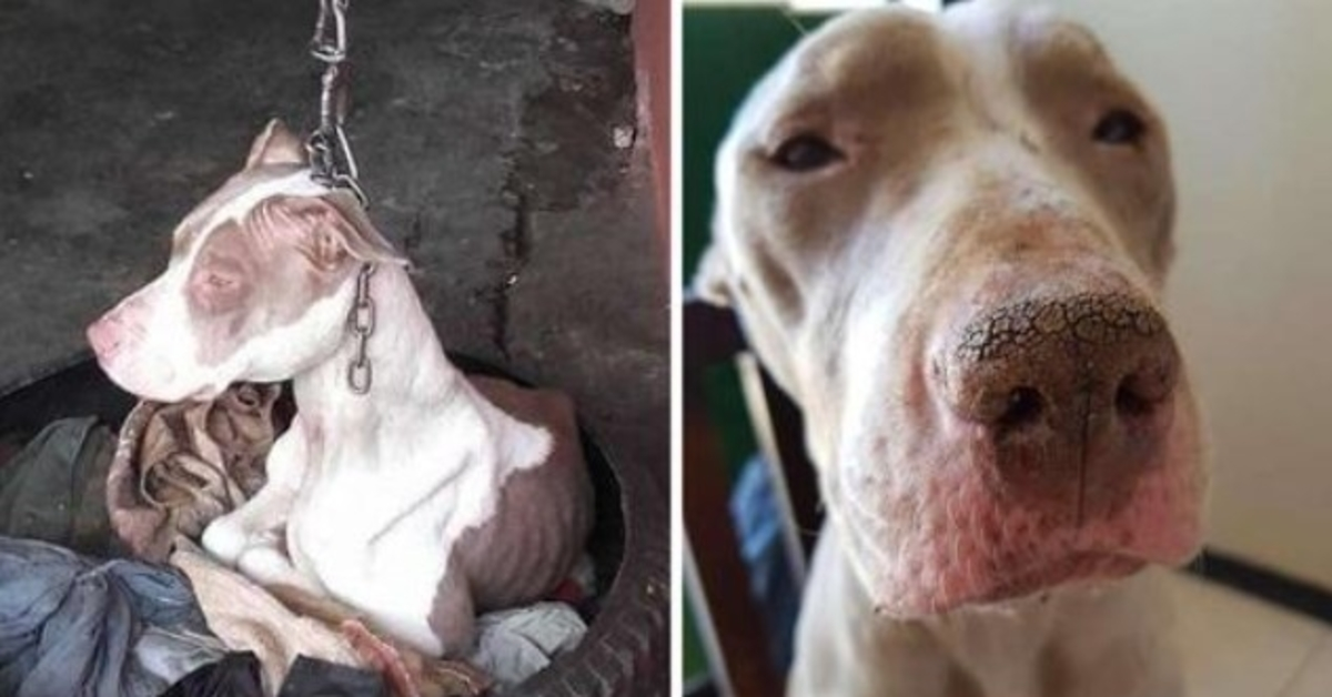 Menschen retteten einen Hund, der an einer so kurzen Kette gehalten wurde, dass er nicht einmal seinen Kopf ausruhen konnte, und jetzt ist er glücklich