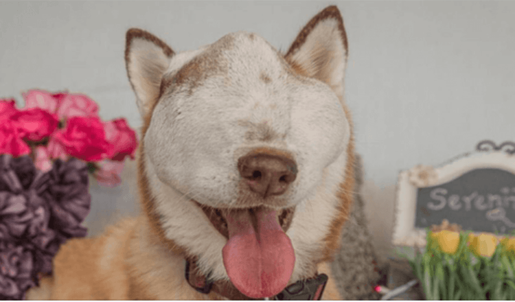 Ein Hund mit unheilbarem Tumor zeigt seine Schönheit