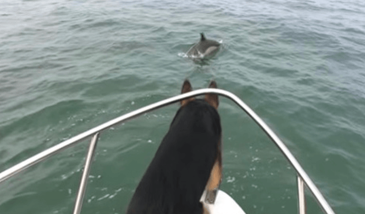 Ein Delfinpaar neckt einen deutschen Schäferhund – also springt er ihnen ins Wasser nach