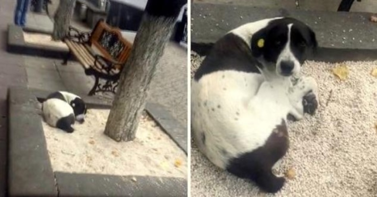Älterer Mann sieht seinen verlorenen Hund nach 3 Jahren auf einem Baumbett und ruft seinen Namen