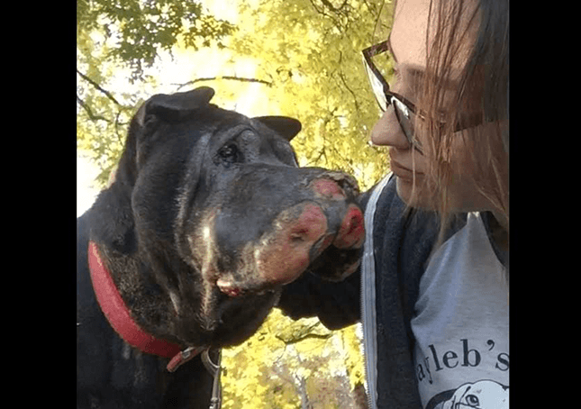 Mädchen rettet sterbenden Hund und dann lässt er sie wissen, dass es Zeit ist, “Lebewohl” zu sagen