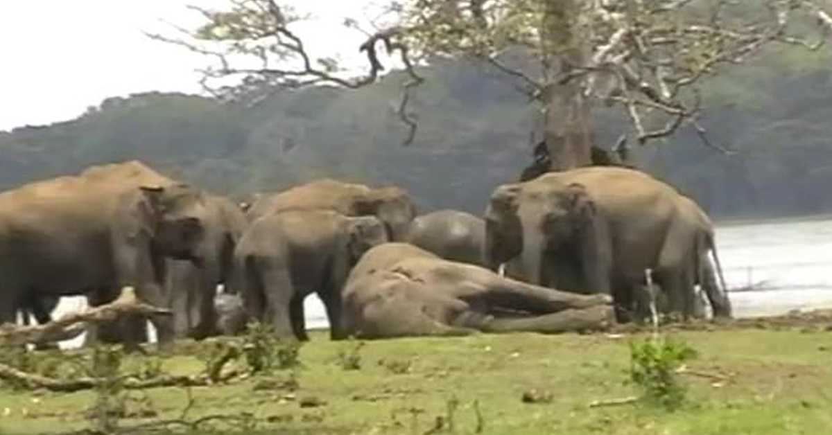 Letzter Abschied: Elefantenherde versammelt sich, um ihrem sterbenden Anführer die letzte Ehre zu erweisen