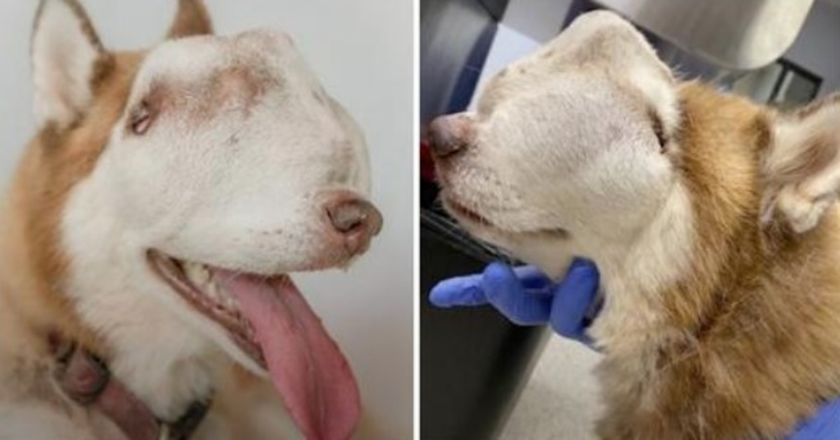 Frau adoptiert “unerwünschten” Husky mit Tumor, der die gesamte Nasenhöhle und das Gesicht befällt