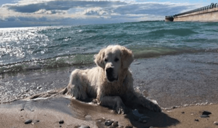 Hundepapa mit gebrochenem Herzen teilt Video vom letzten Spaziergang seines Hundes