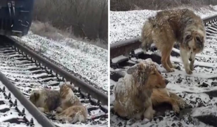 Verletzter Hund, der 2 Tage lang in den Gleisen feststeckte und von seinem treuen Bruder beschützt wurde, der sich weigerte, sie zu verlassen