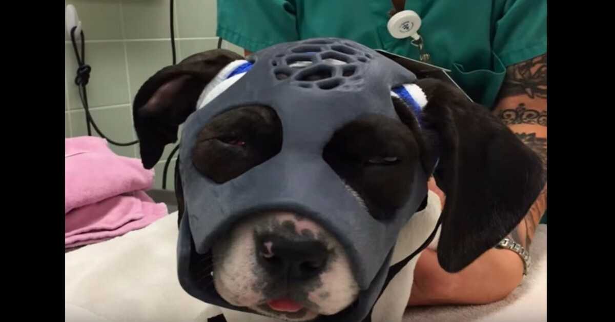 Welpe, der bei einem Hundekampf zerfleischt wurde, erhält erstmals eine 3D-gedruckte Maske, um sein Leben zu retten