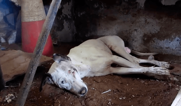 Hund, der in ein leeres Gebäude kriecht, nachdem er alle Hoffnung verloren hat, wird endlich gerettet!