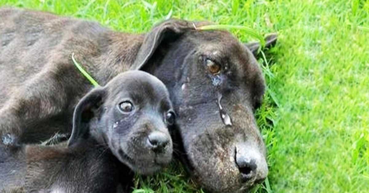 Eine erschöpfte Hundemutter wurde weinend aufgefunden, weil sie sich nicht um ihre Welpen kümmern konnte