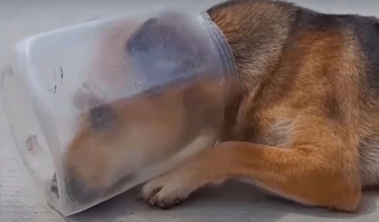Verzweifelt erschöpfter Hund mit Glas auf dem Kopf hingelegt und zu ersticken begonnen