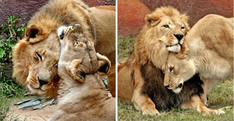 Ein krankes Löwenpaar wurde zusammengebracht, damit keiner von ihnen allein war
