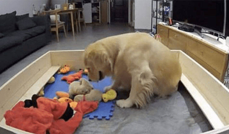Golden Retriever versucht, ihre weinenden Welpen zu trösten, indem sie ihnen ihr Spielzeug bringt