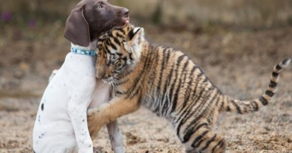 Tigerbaby, das von seiner Mutter abgelehnt wird, findet Trost in seinem besten Freund