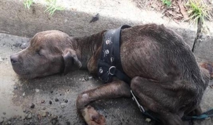 Verhungernder Pitbull-Welpe wurde sterbend in der Gosse gefunden und ist jetzt so glücklich