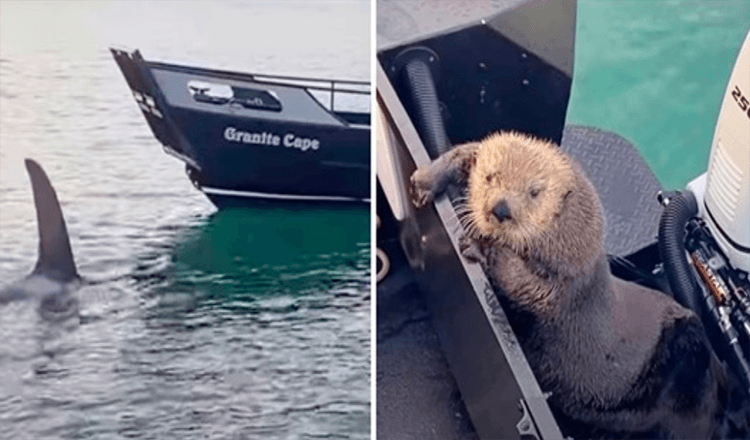 Otter sucht Zuflucht auf menschlichem Boot, als er nur knapp dem Maul eines Killerwals entkommt