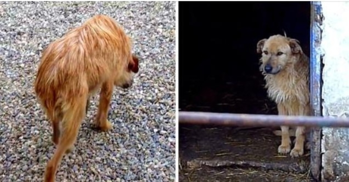 Trauriger Hund, der mit gesenktem Kopf und eingezogenem Schwanz ging, erhält eine zweite Chance