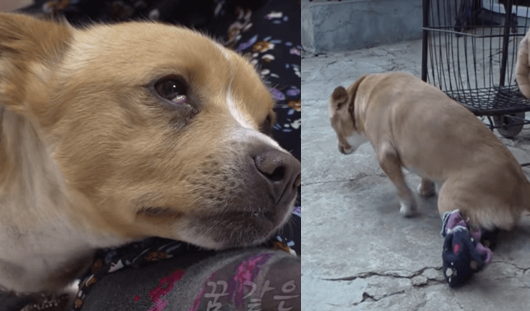 Der gelähmte Hund der armen Frau wird weggebracht und sie bricht unter Tränen zu Boden