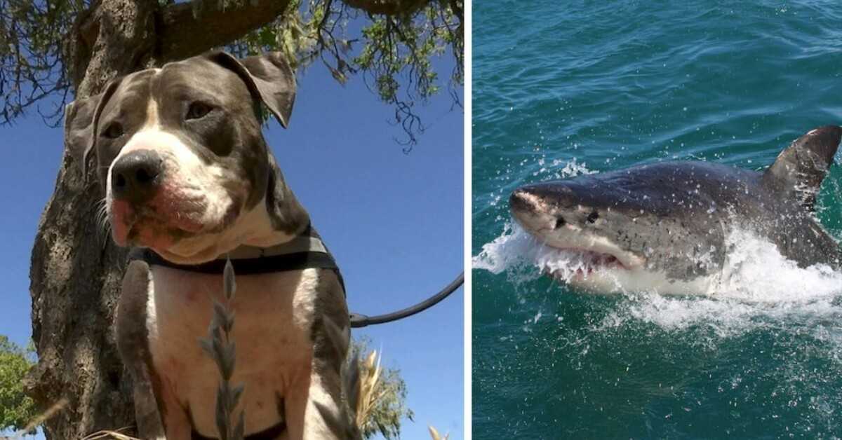 Pitbull wehrt einen 6-Fuß-Hai ab, um seinen Besitzer zu retten
