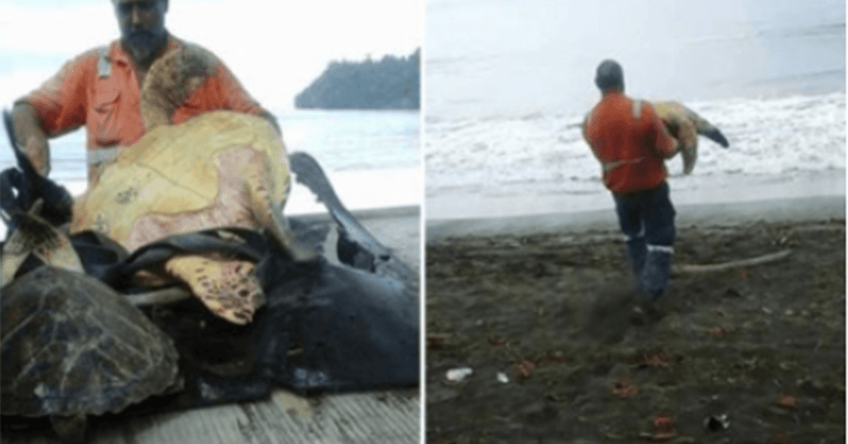 Dieser Mann aus Greymouth kauft Schildkröten vom örtlichen Lebensmittelmarkt und lässt sie zurück ins Meer