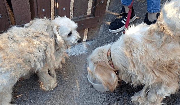 Zerzauste Hunde vertrauten sich an, nachdem sie auf die Straße geworfen wurden