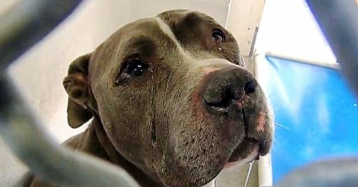 Tränen fließen aus seinen Augen, weil er nicht verstehen kann, warum seine Familie ihn im Tierheim zurückgelassen hat