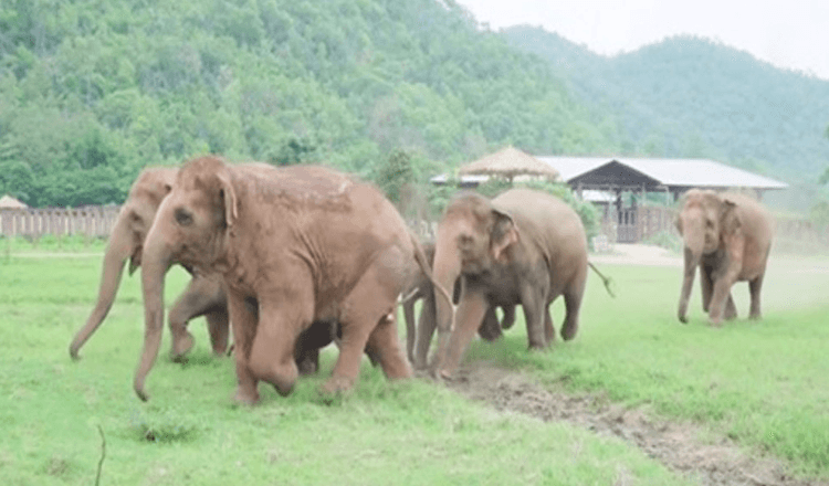 Ganze Elefantenherde rennt los, um einem geretteten Elefantenbaby Hallo zu sagen (Video)