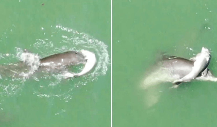 Delfinmutter mit gebrochenem Herzen lässt den Körper ihres Babys nicht los