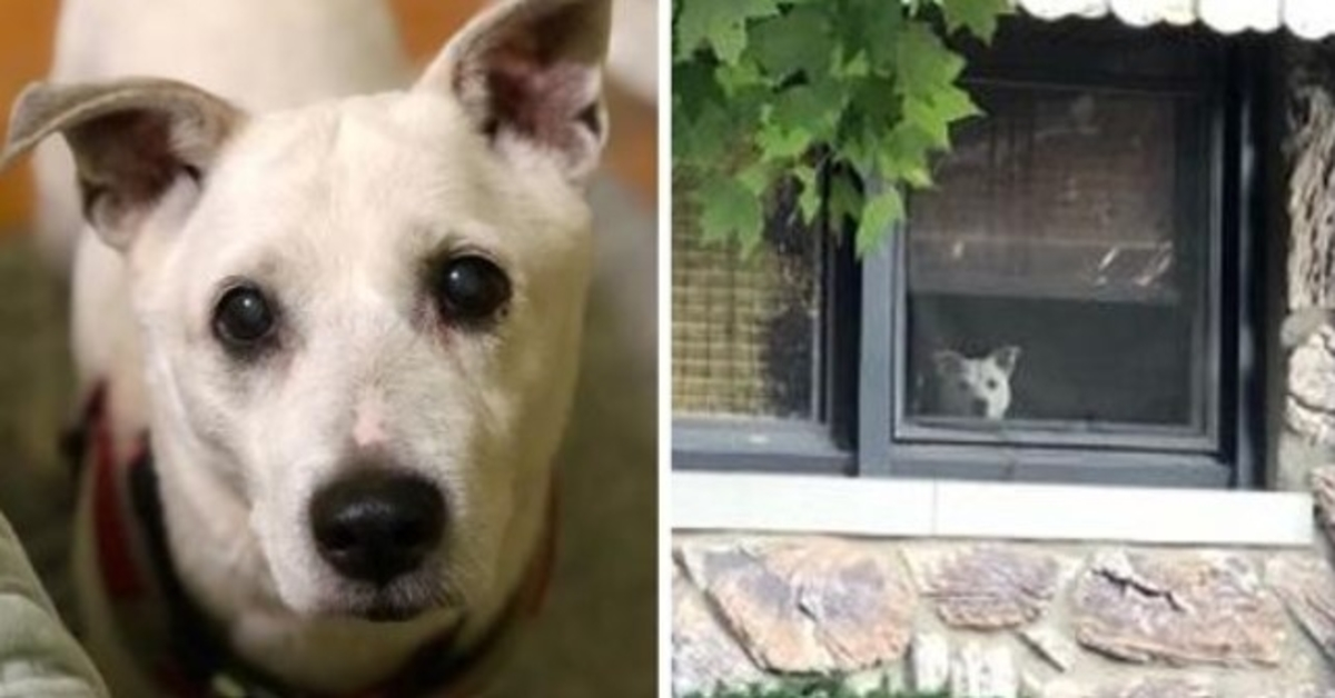 Hund starb, nachdem er 11 Jahre lang am Fenster gesessen und darauf gewartet hatte, dass sein Besitzer nach Hause kommt