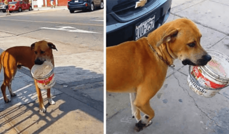 Trauriger, obdachloser Hund, der seit Tagen durstig ist, findet weggeworfenen Eimer und bettelt um etwas Wasser
