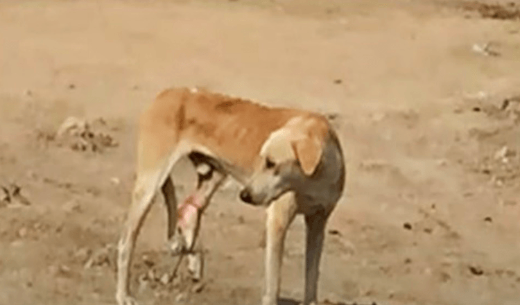 Hungriger Straßenhund mit eingeklemmtem Bein kann seinen Schmerz nicht verstehen und geht an ihm vorbei