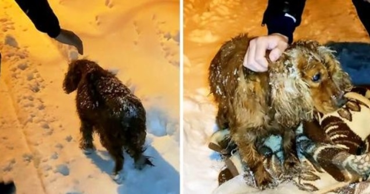 Hund, der draußen im Schnee sterben musste, geht mit letzter Kraft die Straße hinunter
