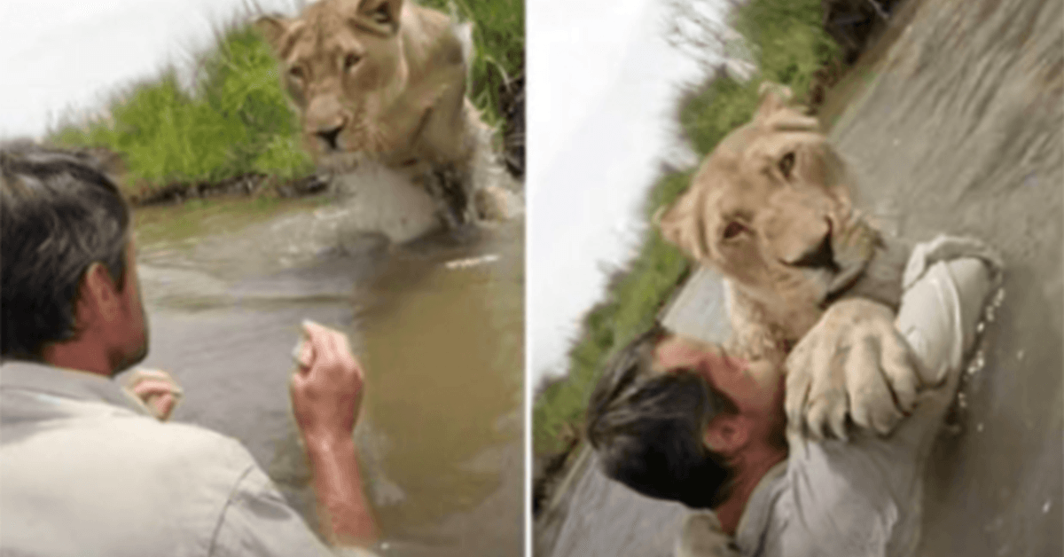 Unglaubliches Video einer Löwin, die sich auf ihren Retter stürzt, als sie nach sieben Jahren wieder mit ihm zusammenkommt