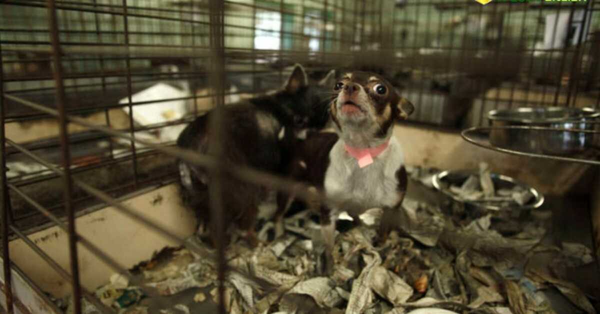 In kalifornischen Zoohandlungen dürfen jetzt nur noch Rettungshunde und -katzen verkauft werden