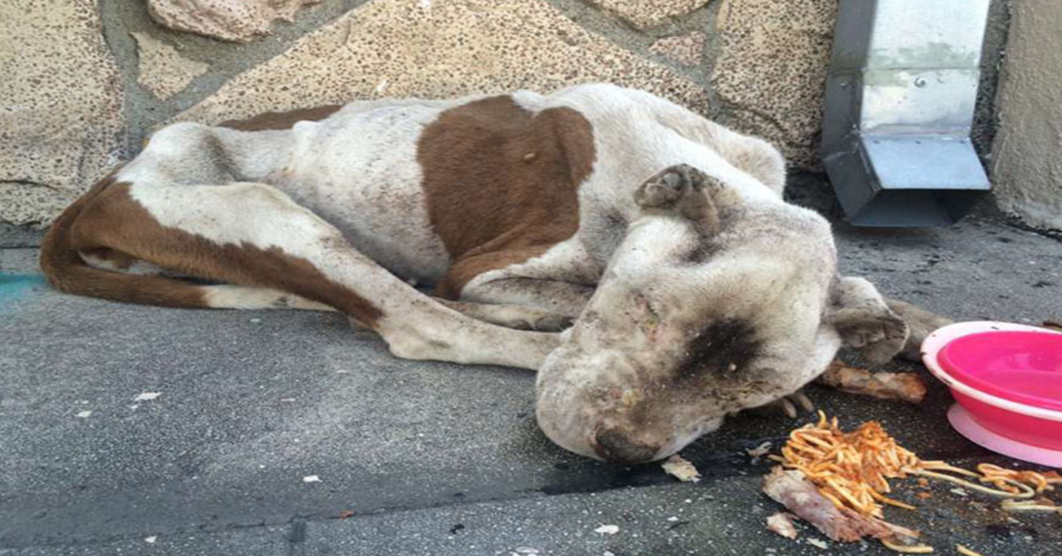 Ein hungernder Hund wurde tot auf einem Bürgersteig gefunden und bekommt etwas Liebe, und es ist kaum zu glauben, dass es derselbe Hund ist