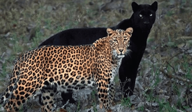 Fotograf nimmt unglaubliches Foto eines Leoparden- und Schwarzpanther-Paares auf
