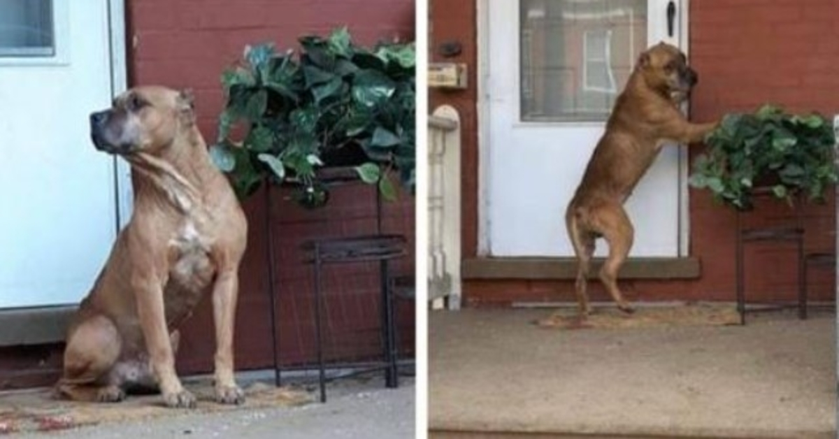 Hund wartete wochenlang auf der Veranda, nachdem seine Familie weggezogen war
